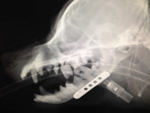 チタンプレート