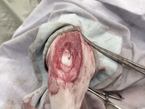 %e8%86%9d%e9%96%a2%e7%af%80%e8%84%b1%e8%87%bc