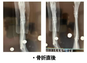 コラム | 北千束動物病院 | 上池台 長原 長原駅 旗の台