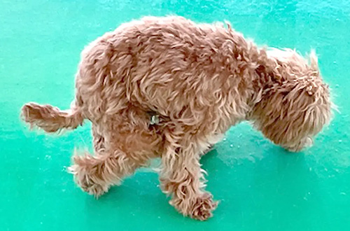 膝蓋骨脱臼(パテラ)とは